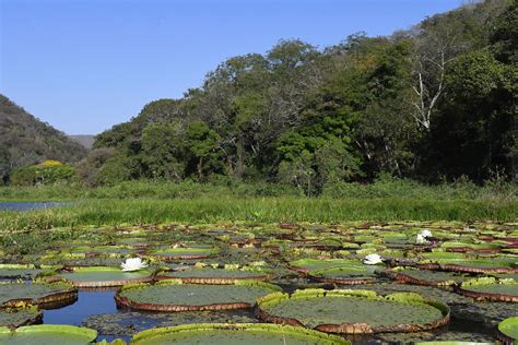 Com Agravamento Da Seca Na Bacia Do Pantanal Agência Nacional De Águas