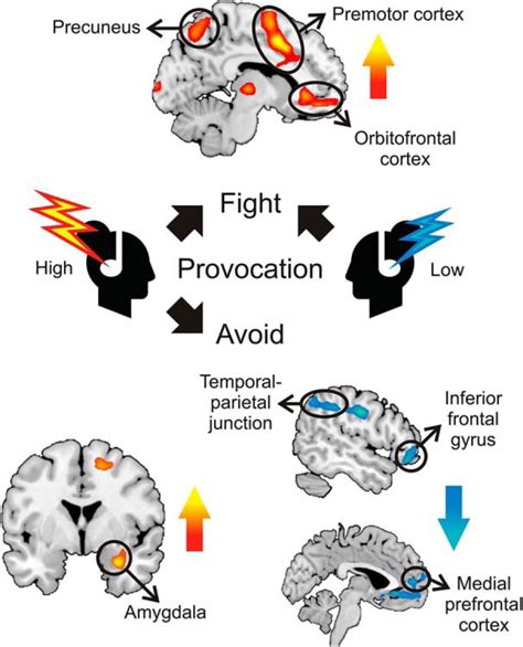 Prefrontal Cortex And Amygdala