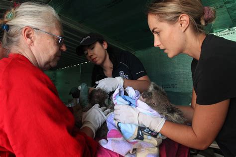 Australia wildfires: Animals in peril across the country