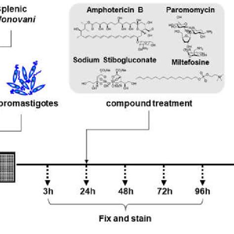 Schematic Overview Of Intracellular Leishmania Assay The Host Cells