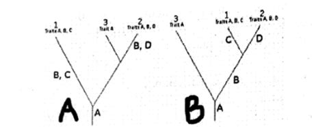 Phylogenetic Trees Flashcards Quizlet