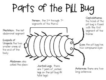 Growing a STEM Classroom: Pill Bug STEM Challenges