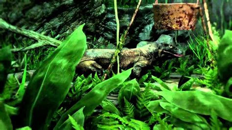 Far Cry 3 Komodo Dragon