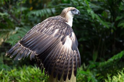 Philippine Eagle Adaptations – Philippine Eagle Facts – NYKG
