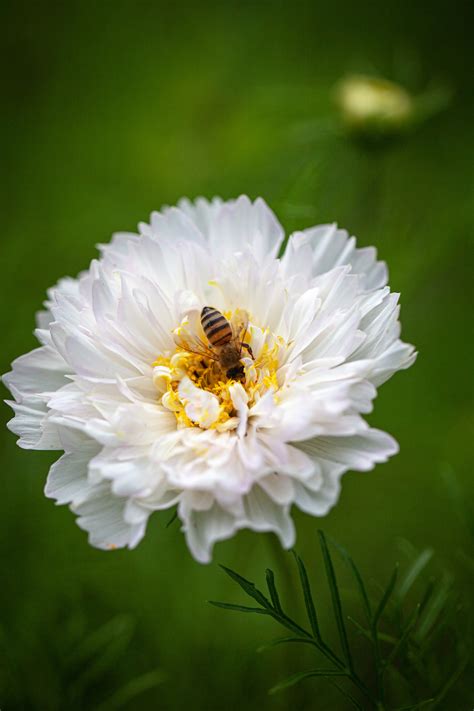 Cosmos Bipinnatus Double Click Snow Puff Seeds From Chiltern