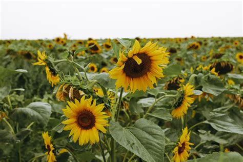 [200+] Sunflower Aesthetic Wallpapers | Wallpapers.com