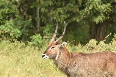 Deer - Bisakhadatta Photography - Nature and Wildlife Photography Free ...