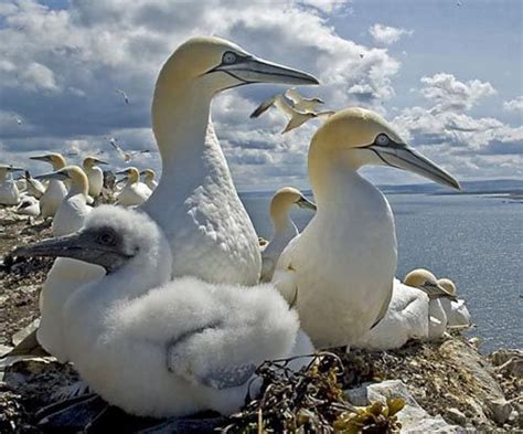 Gannets At Bass Rock For The Birds Pinterest