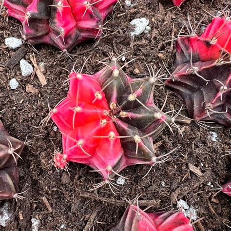 Gymnocalycium Mihanovichii Var Friedrichii Werderm Rare Succulent