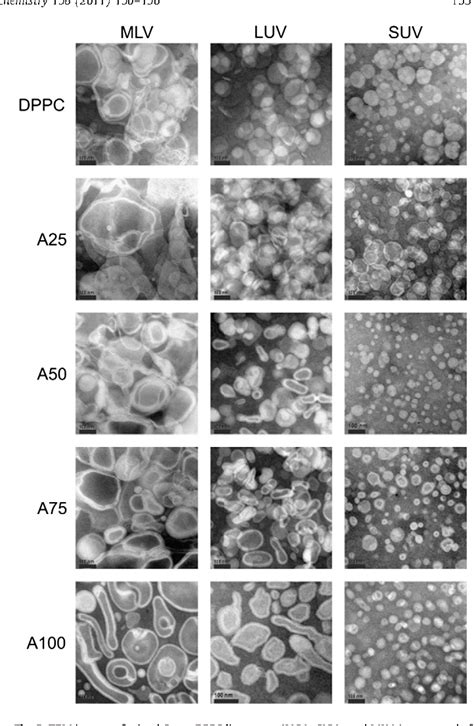 Figure 2 From Structural Characterization Of Liposomes Made Of Diether