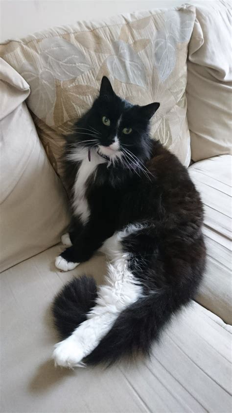 Gorgeous Long Haired Black And White Norwegian Forest Cat