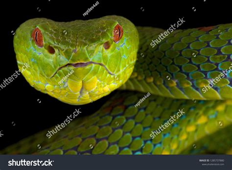 Philippine Pit Viper Trimeresurus Flavomaculatus Stock Photo 1285737880 | Shutterstock