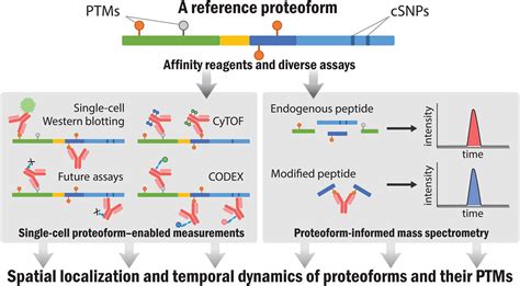 The Human Proteoform Project Defining The Human Proteome Science