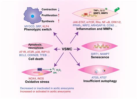 Vascular Smooth Muscle Cells In Aortic Aneurysm From Genetics To