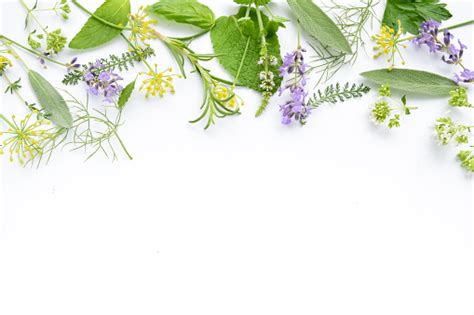 Medicinal Herbs On White Background Stock Photo Download Image Now