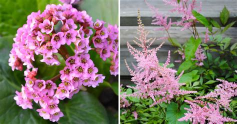 Bellissime Piante Perfette Per Un Balcone Allombra Ispiratevi