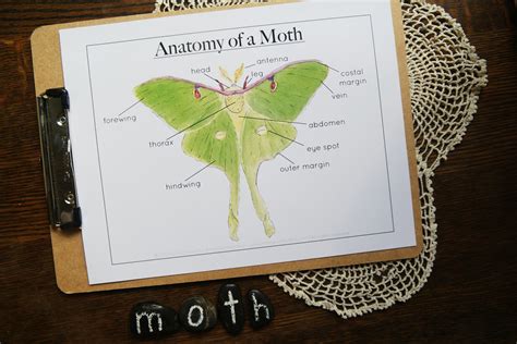 Luna Moth Anatomy - Etsy