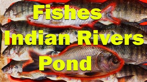 Indian Freshwater Fish Species