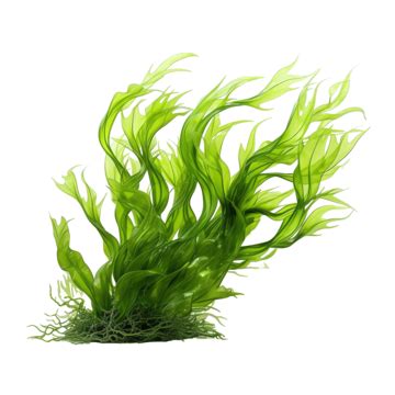 Free Seaweed Download Free Seaweed Png Images Free