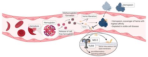 Jcm Free Full Text Plasma Derived Hemopexin As A Candidate