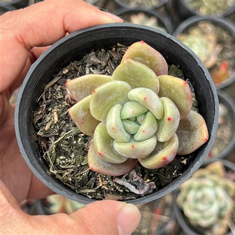 Echeveria White Night Champagne Let Love Grow Succulent And Cactus