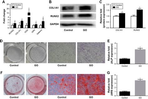 Osteogenic Differentiation Of Bmscs By Stimulation With Goraw 2647