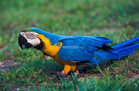 Arara Caninde Blue And Yellow Macaw Argosfoto