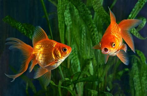 How To Care For Your Pregnant Goldfish