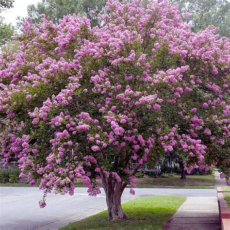 Yegaol Garden Semillas De Mirto De Crep Morado Flores Perennes