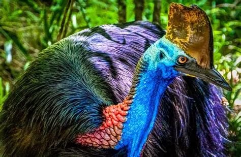 Cassowary Description Habitat Image Diet And Interesting Facts