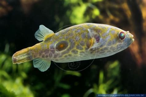 Pao Leiurus Alias Pufferfish Hippocampus Bildarchiv