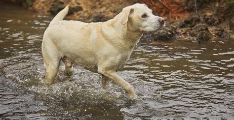 Síntomas contagio y tratamiento de la giardia en perros