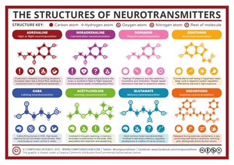 A Simple Guide to Neurotransmitters – Compound Interest