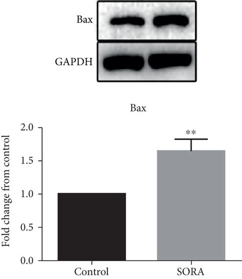 Protein Expression Analysis Representative Blots Analysis Of Protein Download Scientific