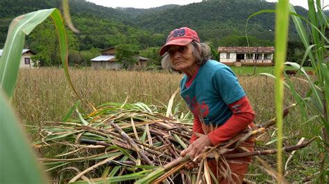 Agricultora De Anos Vive Sozinha Terceira Reportagem Mais Vista De