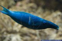 Gomphosus Caeruleus Alias Green Birdmouth Wrasse Hippocampus Bildarchiv