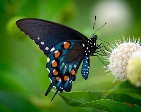 Pin By Judy P Hand On BUGS YES Butterfly Photos Swallowtail