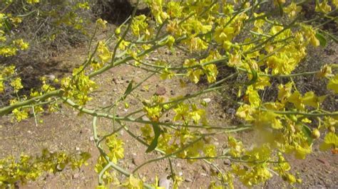 Blue Palo Verde Parkinsonia Cercidium Florida YouTube