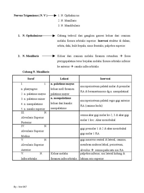 Nervus Trigeminus Pdf