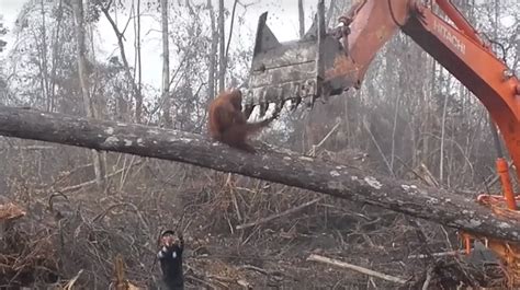 Vídeo Orangután luchó contra una excavadora para defender su hábitat