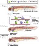 Frontiers Live Imaging Of Heart Injury In Larval Zebrafish Reveals A