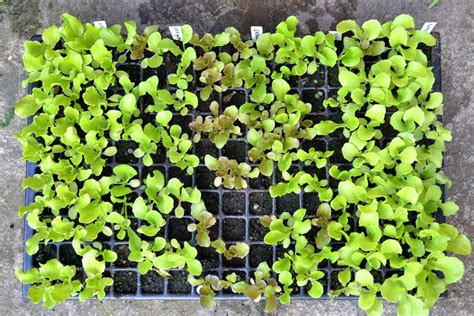 Planting In A Plug Tray Saras Kitchen Garden