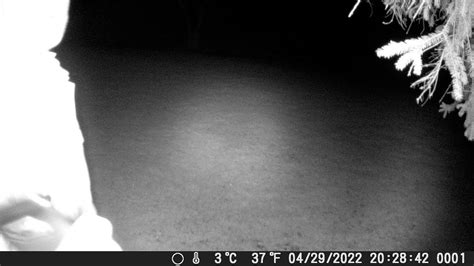 Creeper Caught On Trail Camera In Backyard Looking At House Youtube