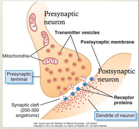 Neurophysiology Synapses And Neurotransmitters Flashcards Quizlet