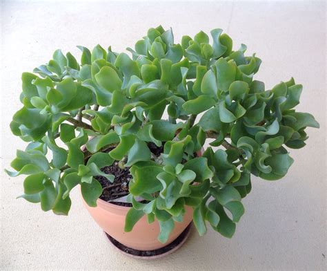 Crassula Ovata Undulata Curly Ripple Or Wave Jade Cacti And