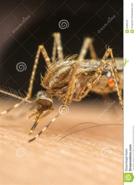 Makro Des Moskitos Aedes Aegypti Blut Saugend Stockbild Bild Von