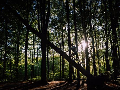 Photography of Trees in Forest · Free Stock Photo