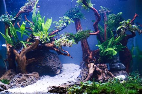 Premium Photo | New aquascape tank layout with plants after filling with water without fish