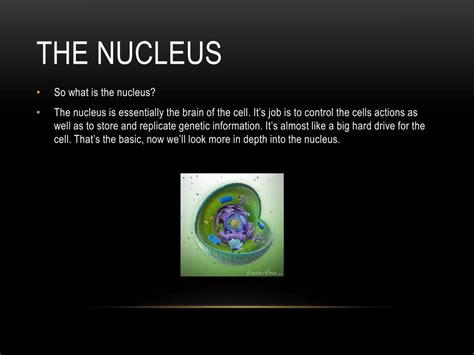 Ppt The Nucleusnucleolus Powerpoint Presentation Free Download Id