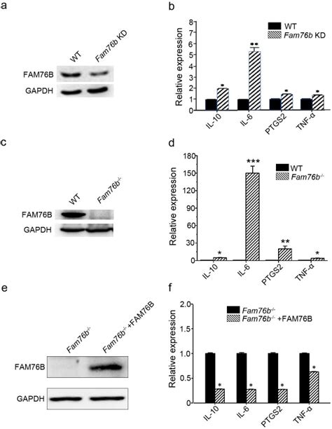 Fam76b Regulates Nf κb Mediated Inflammatory Pathway By Influencing The